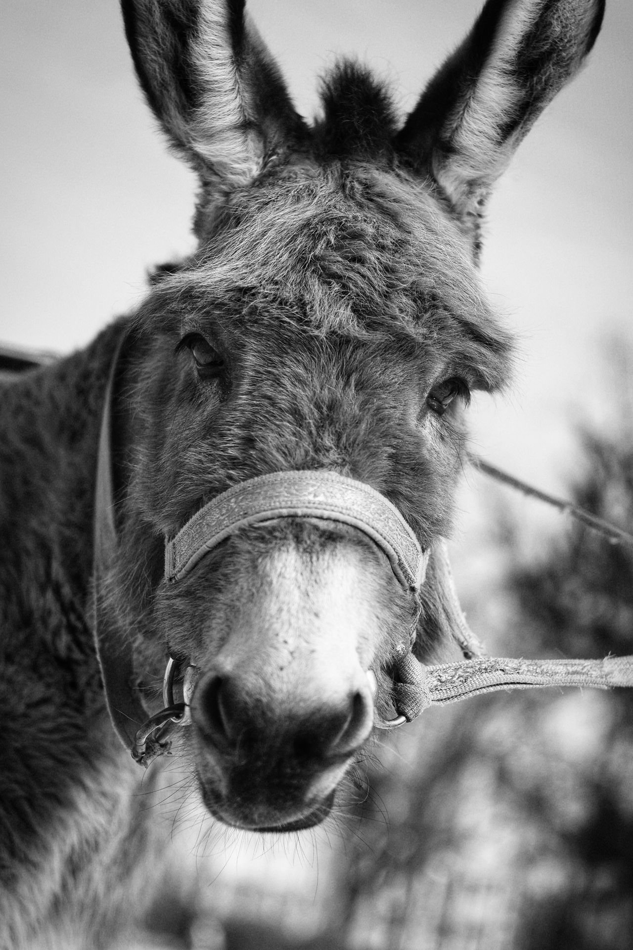 Portrait d'un âne grec